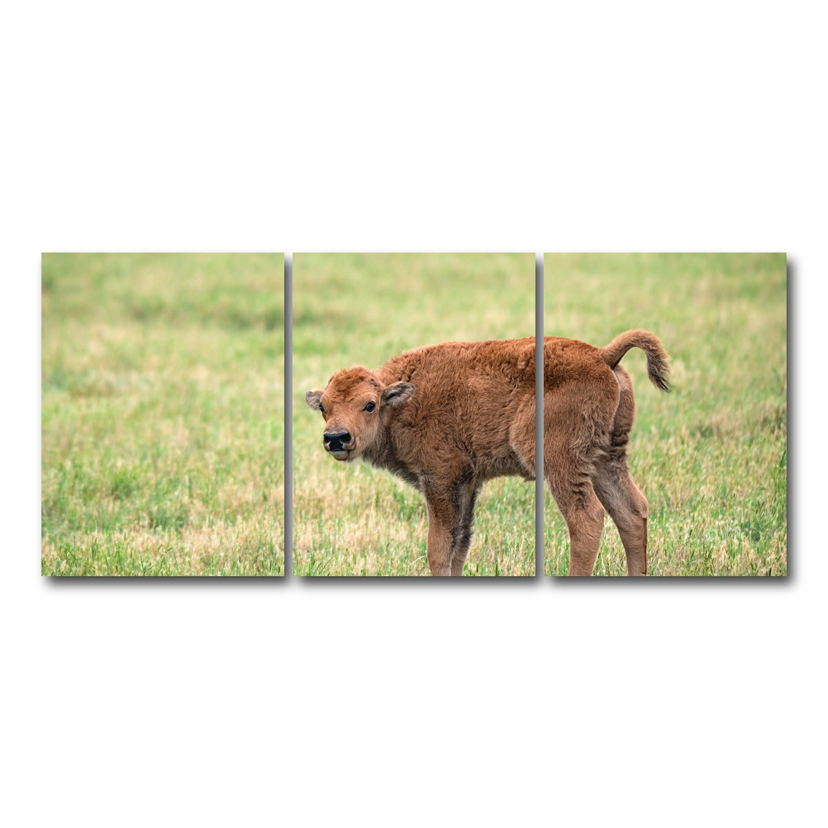 AUTO-MOCKUP WHITE | Buffalo Calf | 3 Piece | Gallery Wrap Canvas | group=18x24