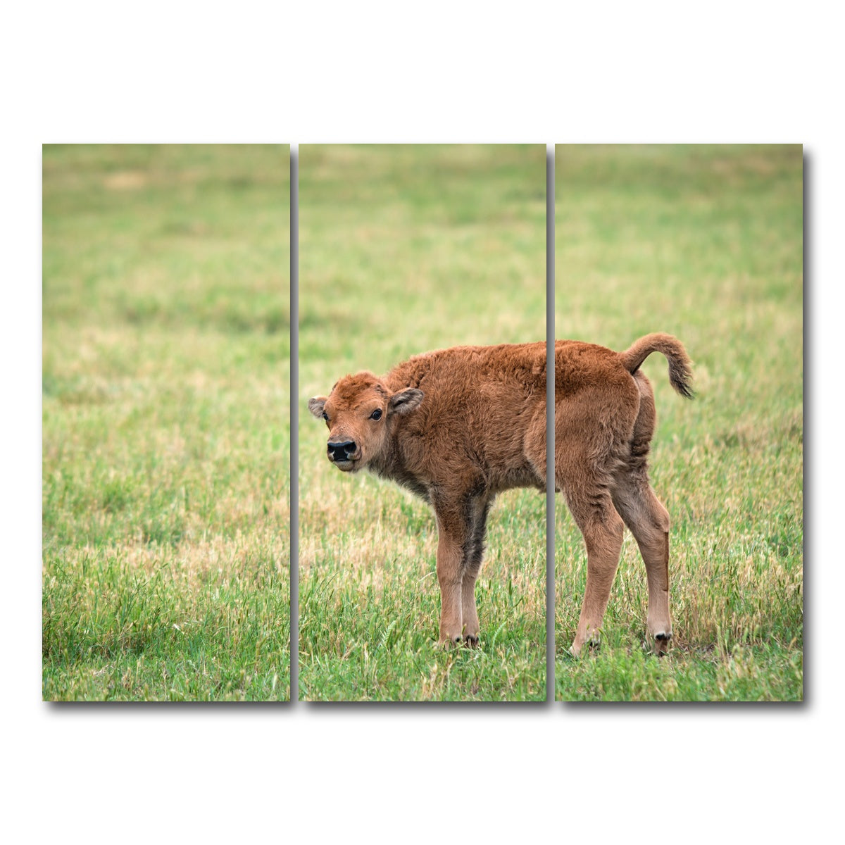 AUTO-MOCKUP WHITE | Buffalo Calf | 3 Piece | Gallery Wrap Canvas | group=8x18