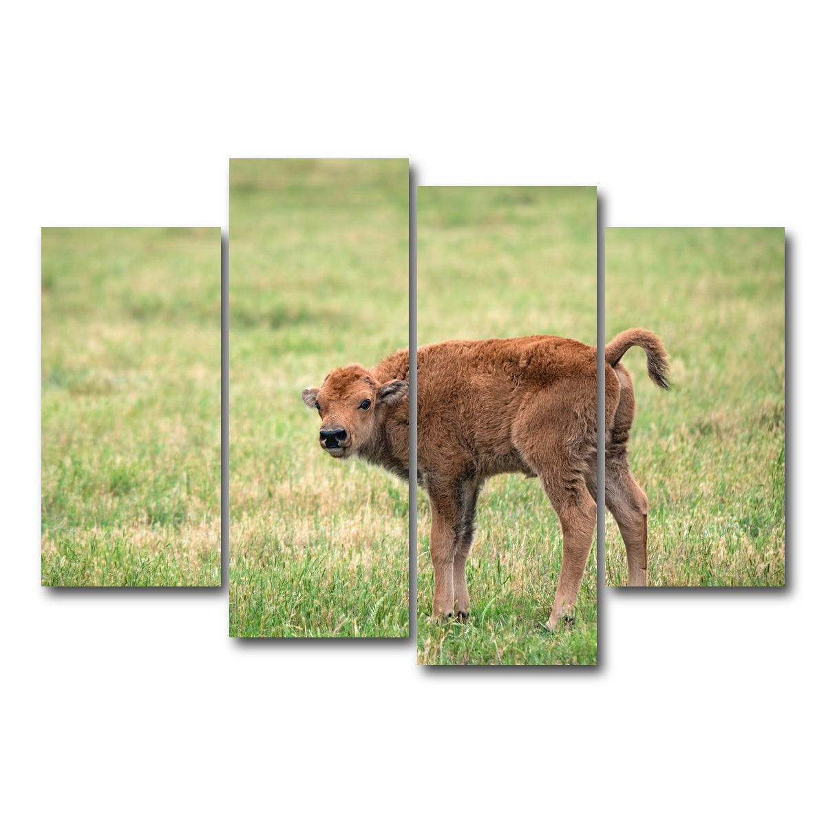 AUTO-MOCKUP WHITE | Buffalo Calf | 4 Piece | Gallery Wrap Canvas | group=4_short