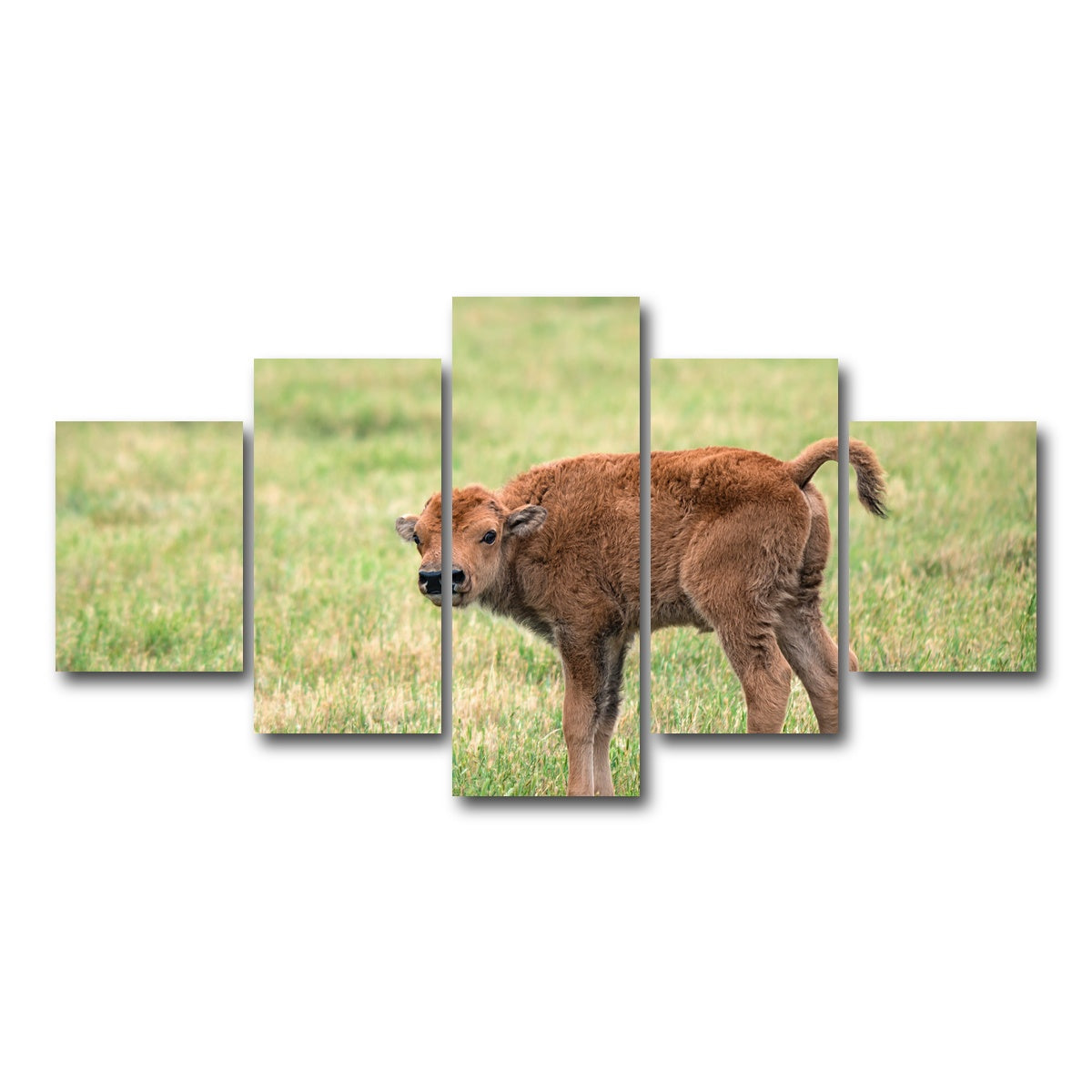 AUTO-MOCKUP WHITE | Buffalo Calf | 5 Piece | Gallery Wrap Canvas | group=5_short