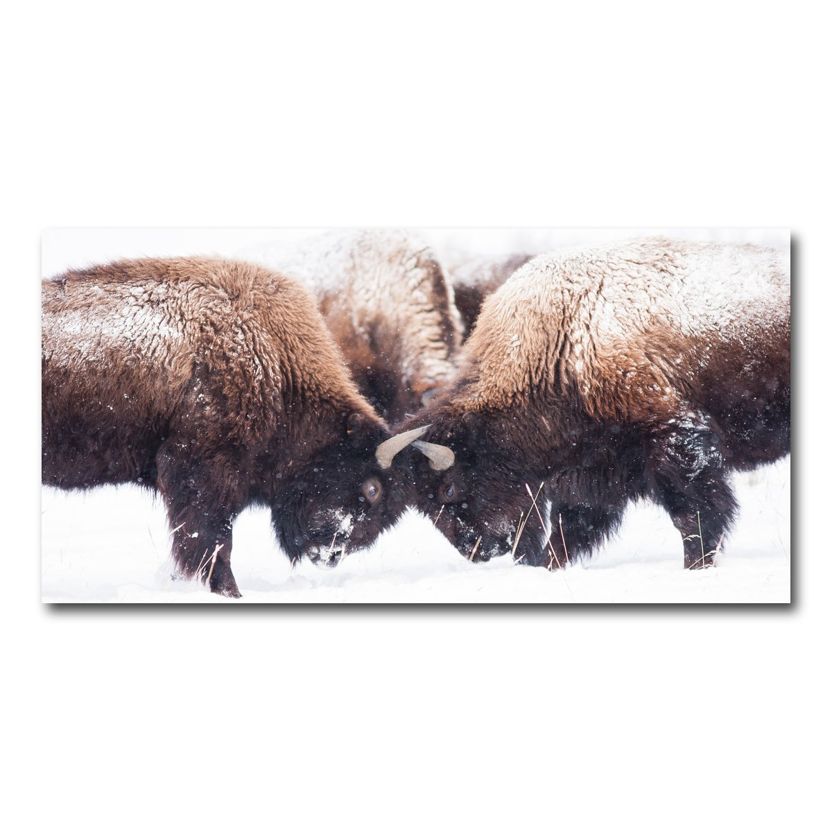 AUTO-MOCKUP WHITE | Buffalo Fighting in Yellowstone | 1 Piece | Gallery Wrap Canvas | group=2x1