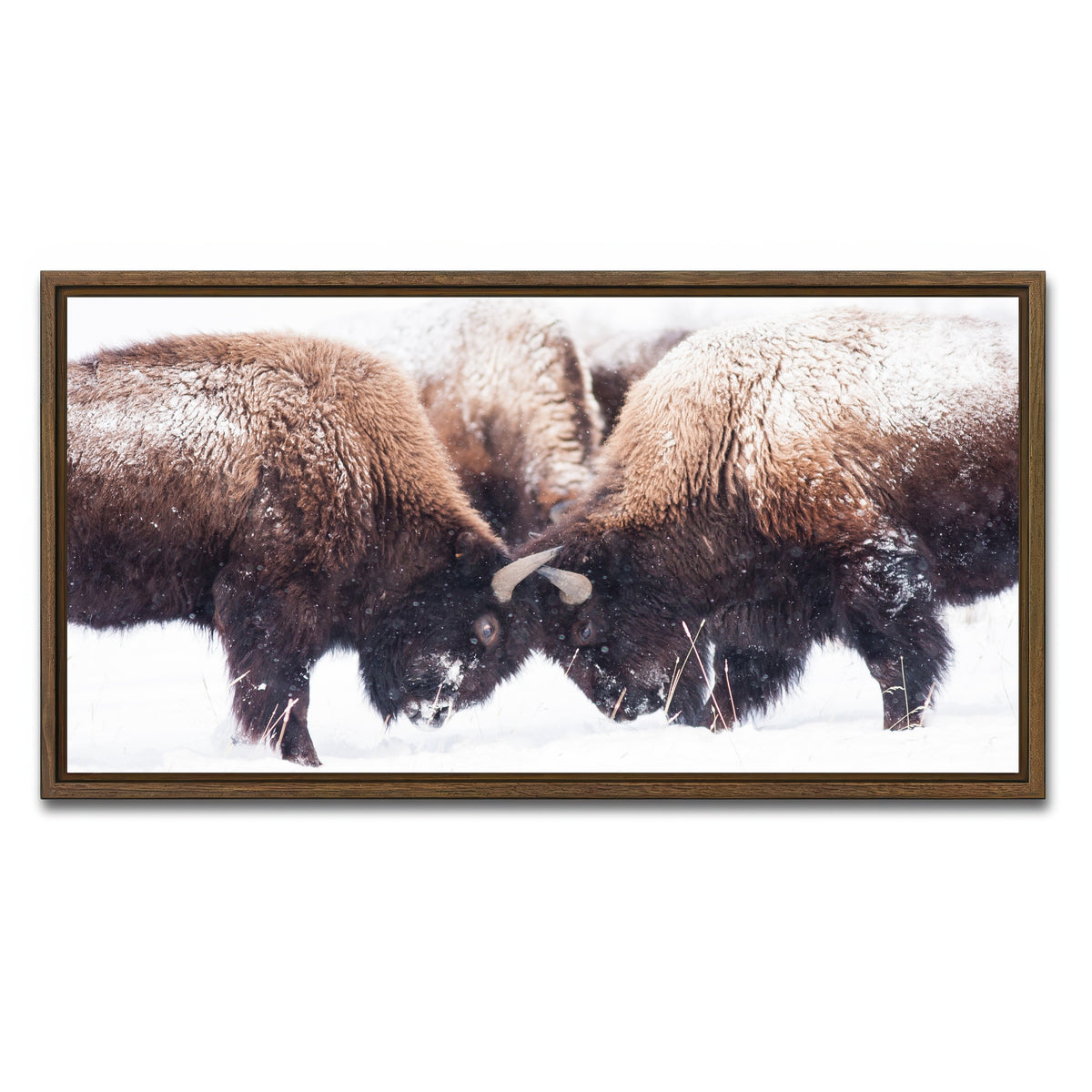 AUTO-MOCKUP WHITE | Buffalo Fighting in Yellowstone | 1 Piece | Walnut Framed Canvas | group=2x1