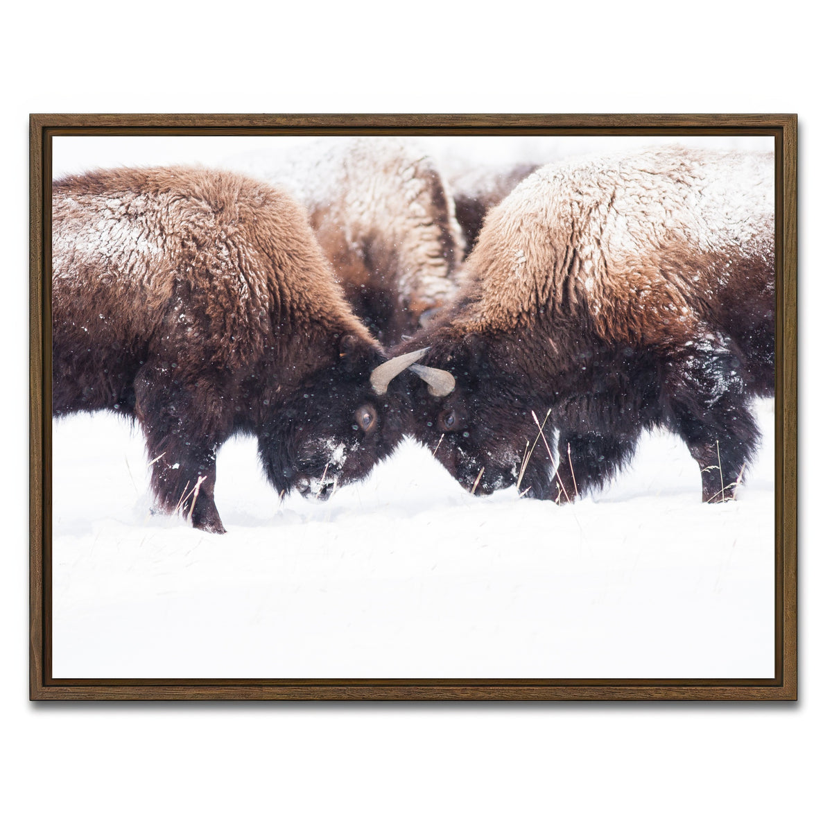 AUTO-MOCKUP WHITE | Buffalo Fighting in Yellowstone | 1 Piece | Walnut Framed Canvas | group=4x3