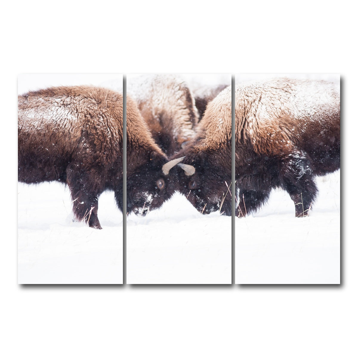 AUTO-MOCKUP WHITE | Buffalo Fighting in Yellowstone | 3 Piece | Gallery Wrap Canvas | group=12x24