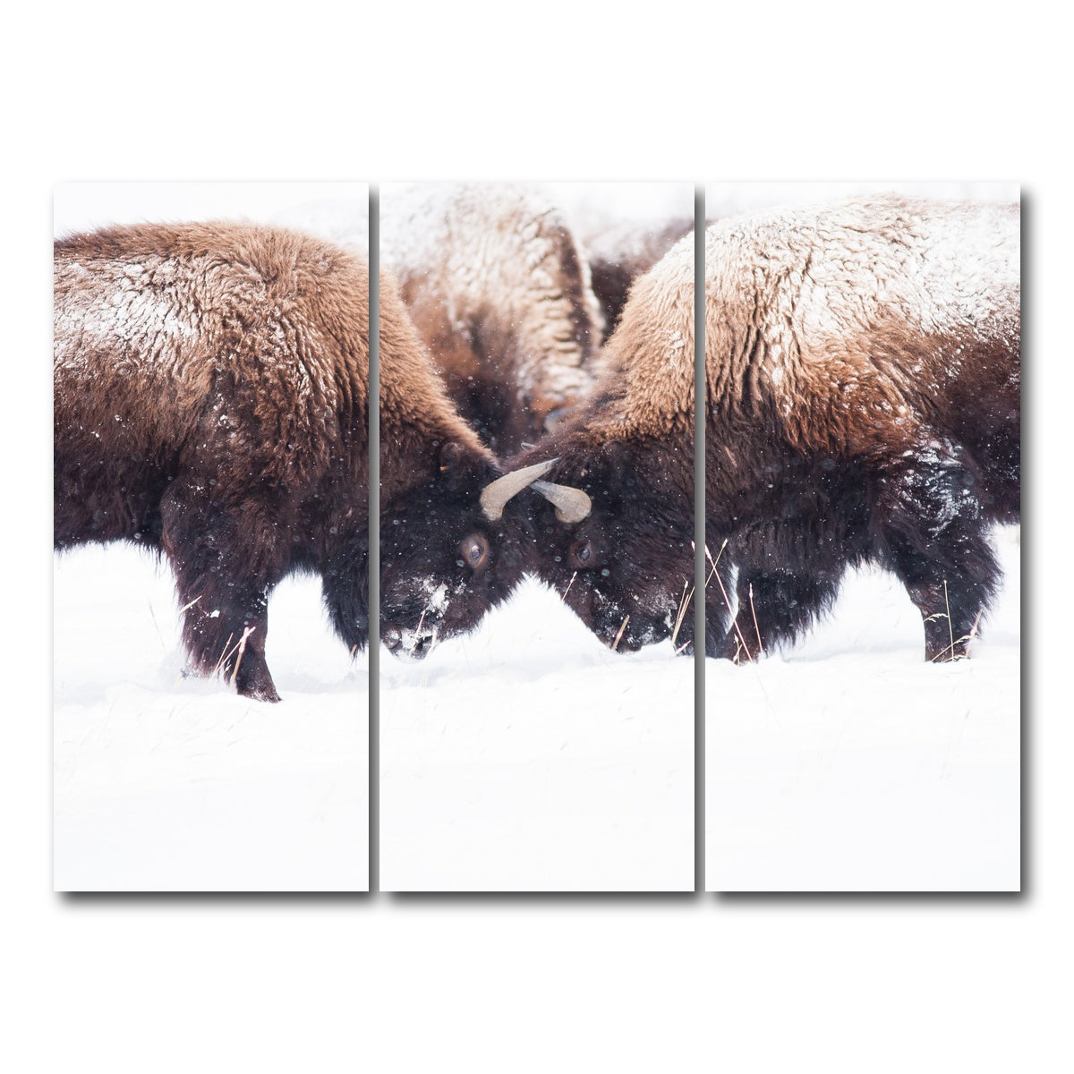 AUTO-MOCKUP WHITE | Buffalo Fighting in Yellowstone | 3 Piece | Gallery Wrap Canvas | group=8x18