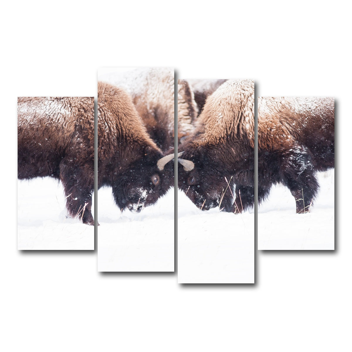 AUTO-MOCKUP WHITE | Buffalo Fighting in Yellowstone | 4 Piece | Gallery Wrap Canvas | group=4_short