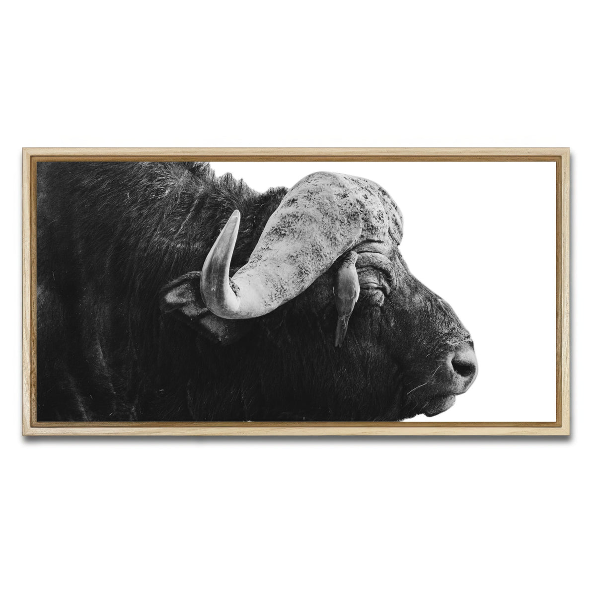 AUTO-MOCKUP WHITE | Buffalo | 1 Piece | Natural Framed Canvas | group=2x1