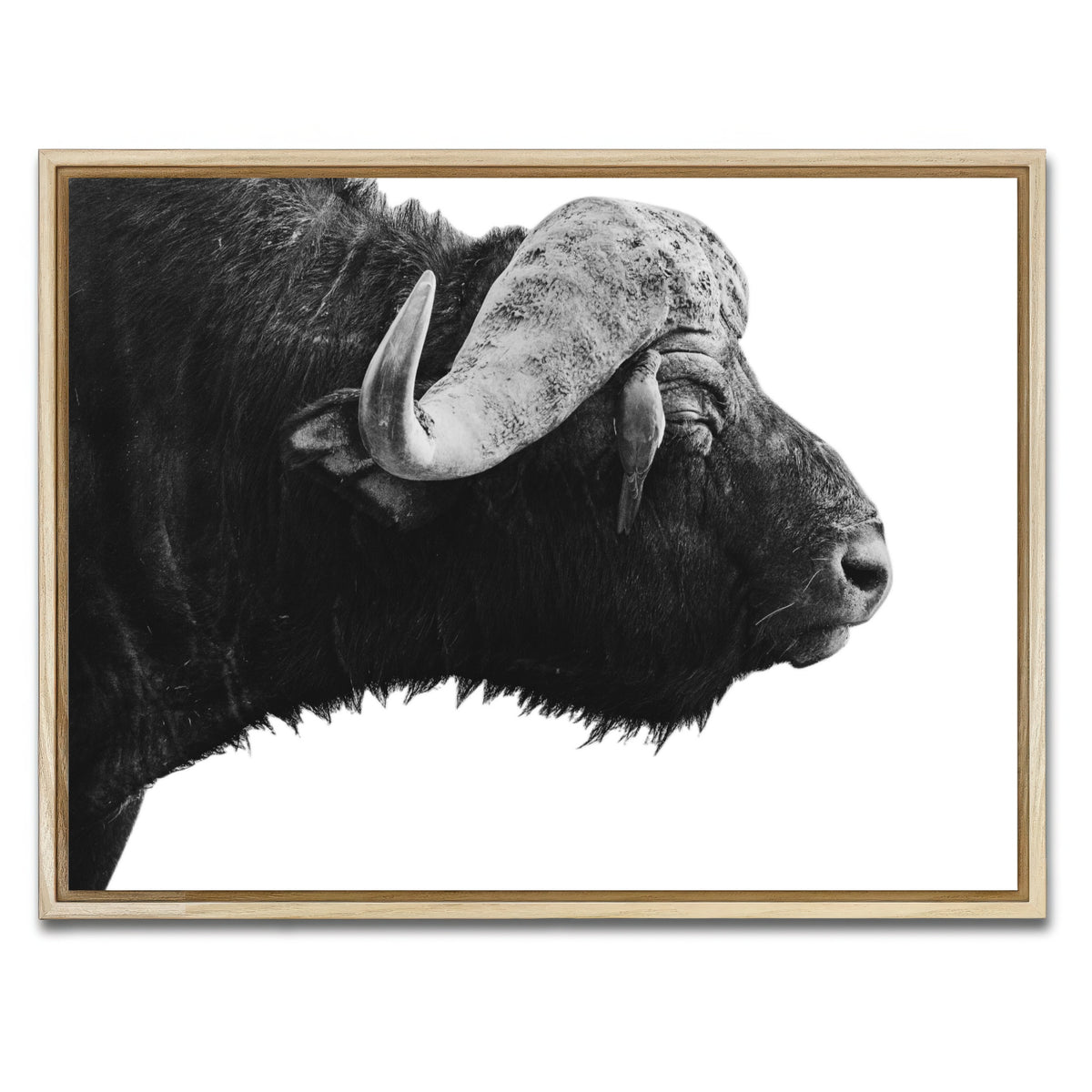 AUTO-MOCKUP WHITE | Buffalo | 1 Piece | Natural Framed Canvas | group=4x3