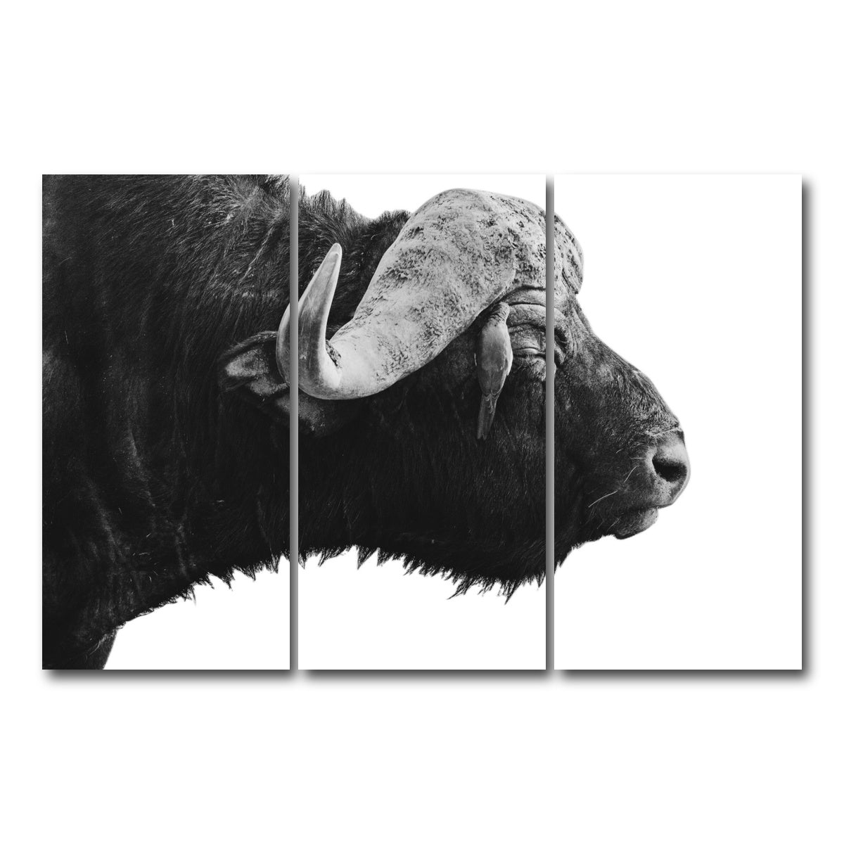 AUTO-MOCKUP WHITE | Buffalo | 3 Piece | Gallery Wrap Canvas | group=12x24