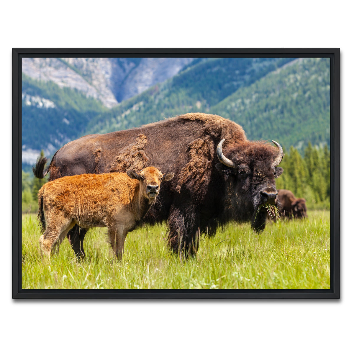 AUTO-MOCKUP WHITE | Buffalo with calf | 1 Piece | Black Framed Canvas | group=4x3