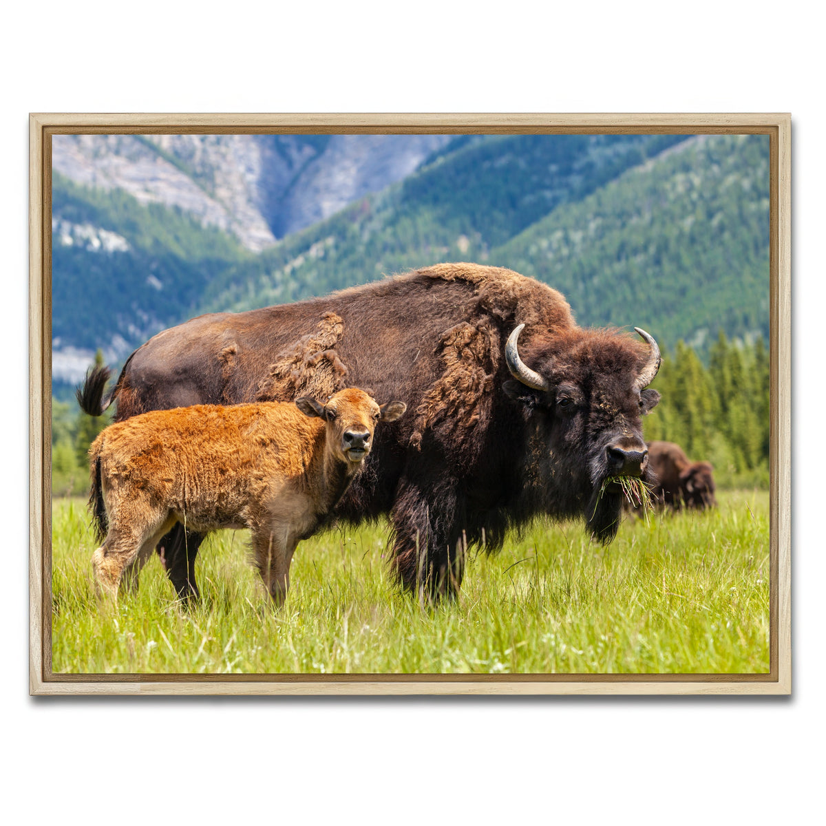 AUTO-MOCKUP WHITE | Buffalo with calf | 1 Piece | Natural Framed Canvas | group=4x3