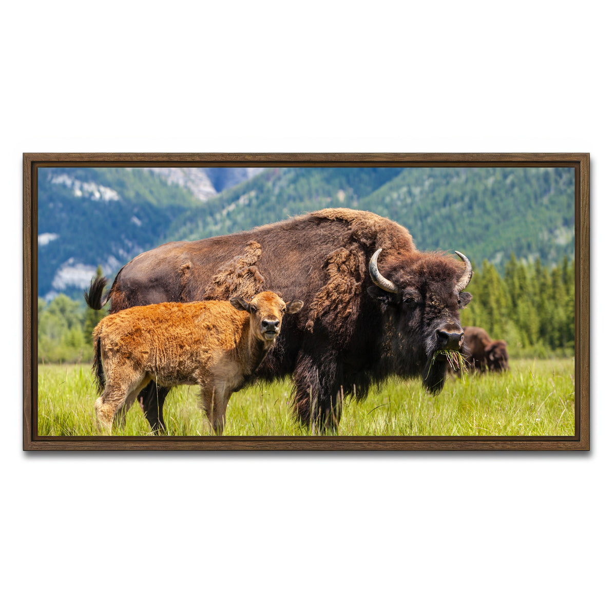 AUTO-MOCKUP WHITE | Buffalo with calf | 1 Piece | Walnut Framed Canvas | group=2x1