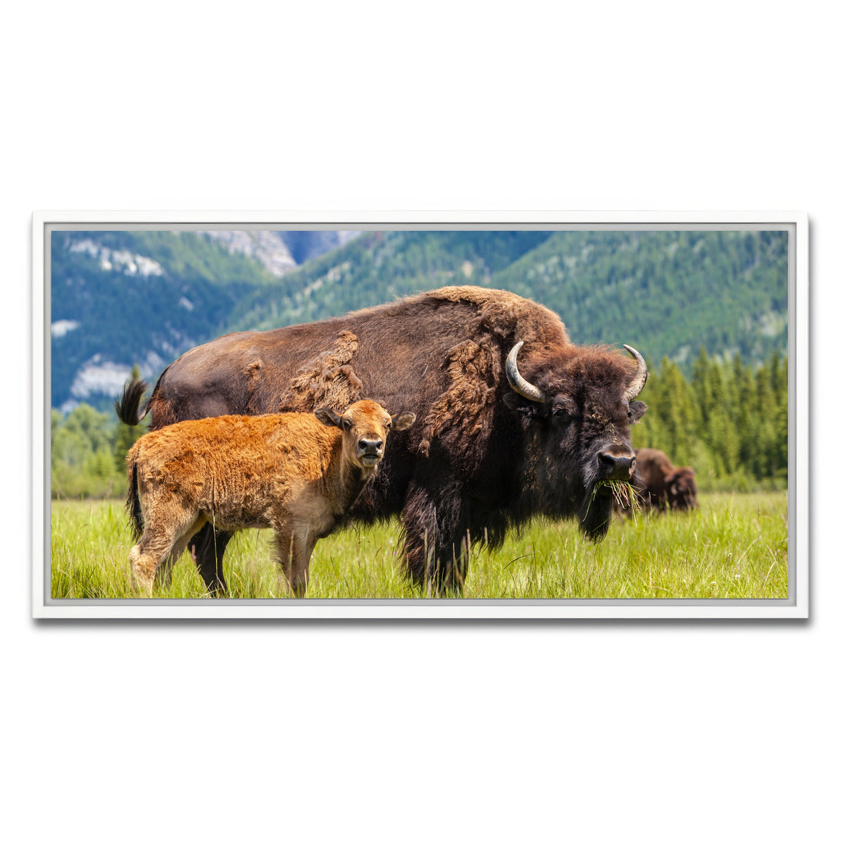 AUTO-MOCKUP WHITE | Buffalo with calf | 1 Piece | White Framed Canvas | group=2x1