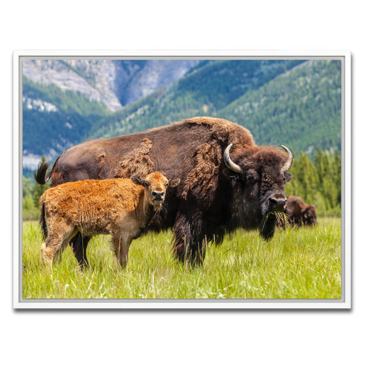 AUTO-MOCKUP WHITE | Buffalo with calf | 1 Piece | White Framed Canvas | group=4x3