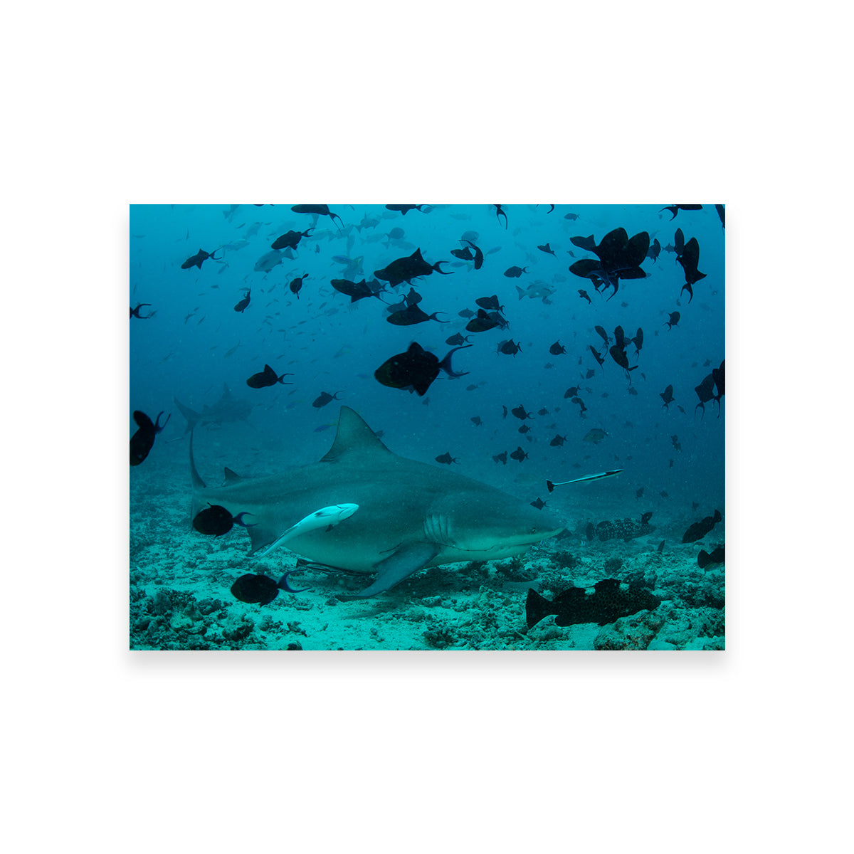 Bull Shark and Reef Fish Wall Art