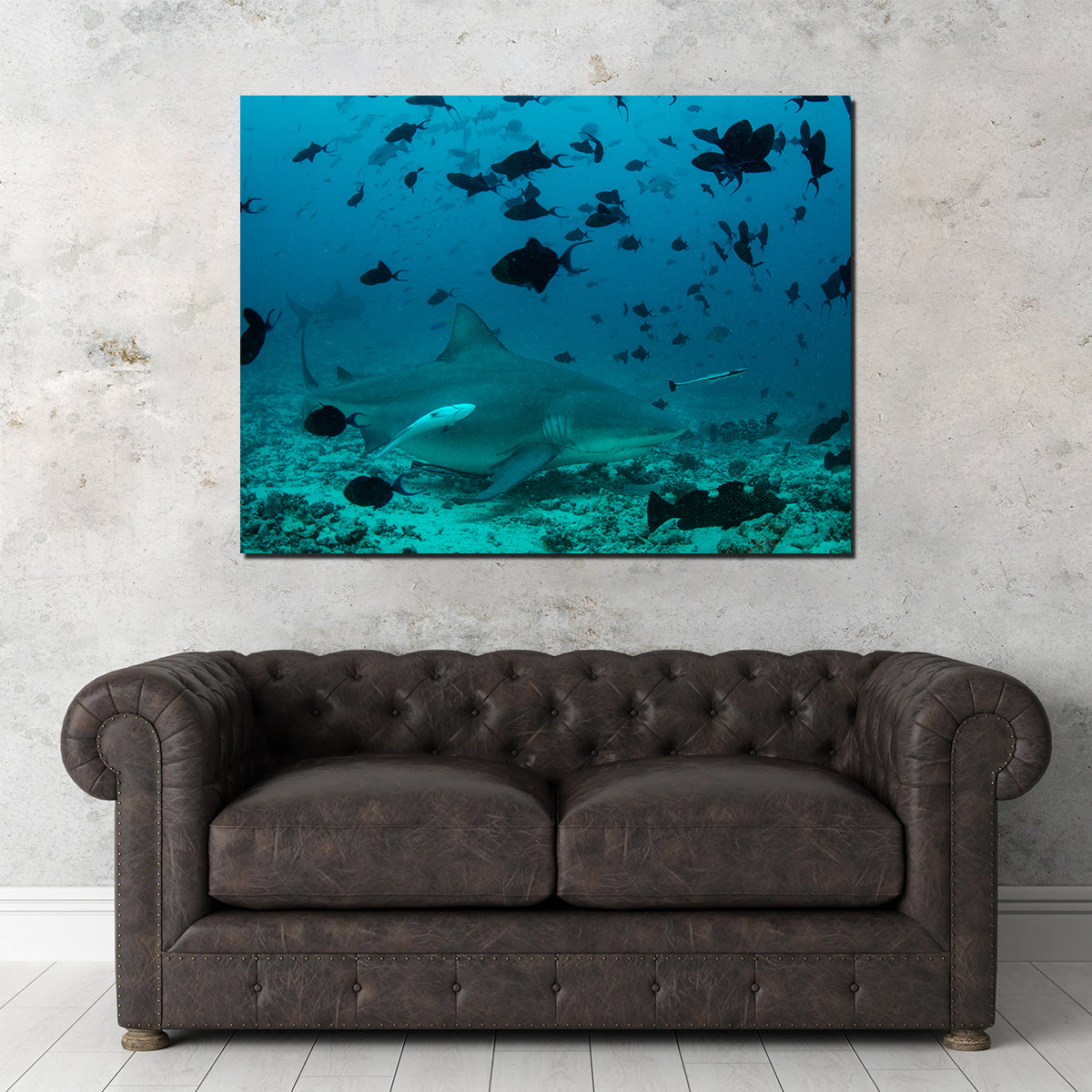 Bull Shark and Reef Fish Wall Art
