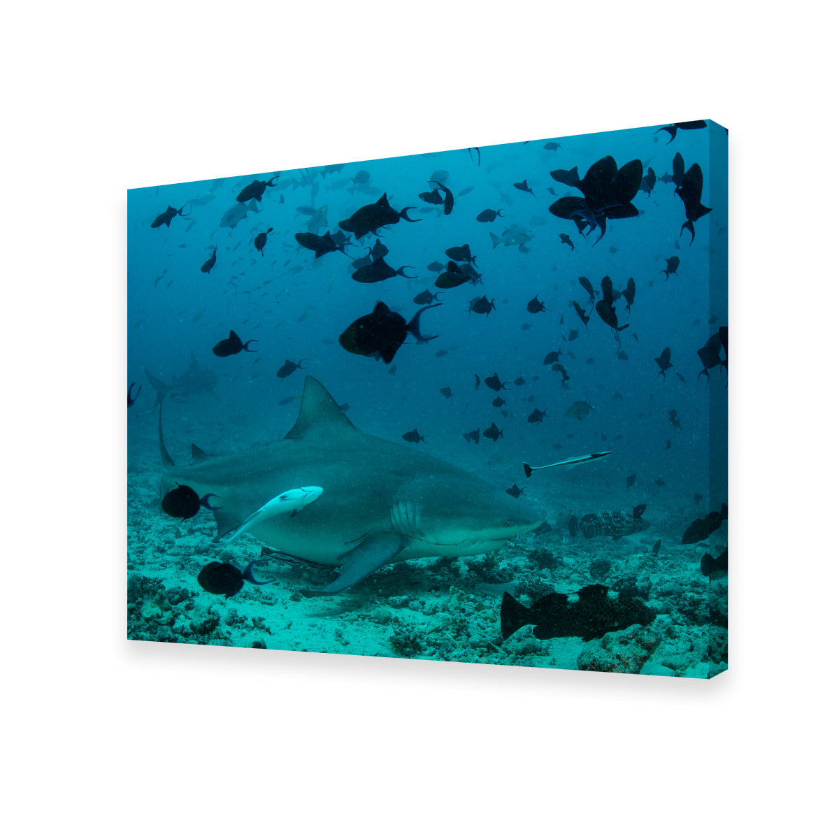 Bull Shark and Reef Fish Wall Art