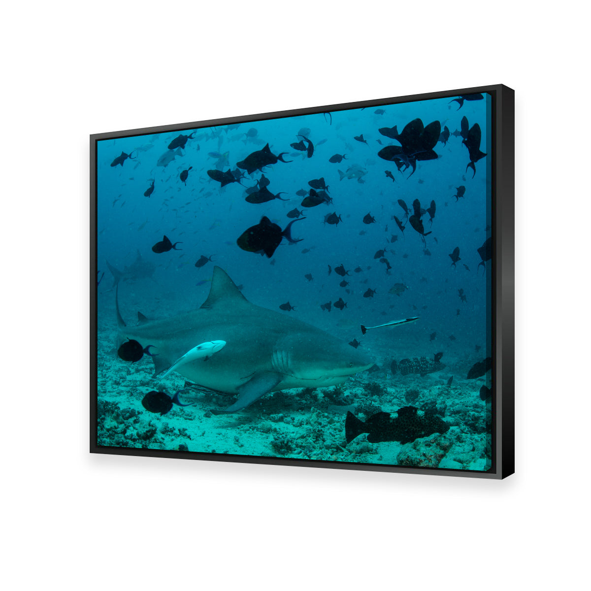 Bull Shark and Reef Fish Wall Art