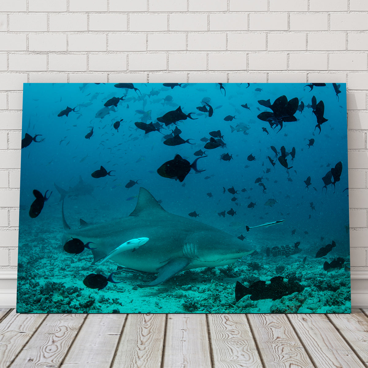 Bull Shark and Reef Fish Wall Art