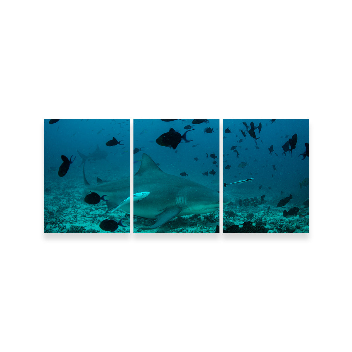 Bull Shark and Reef Fish Wall Art