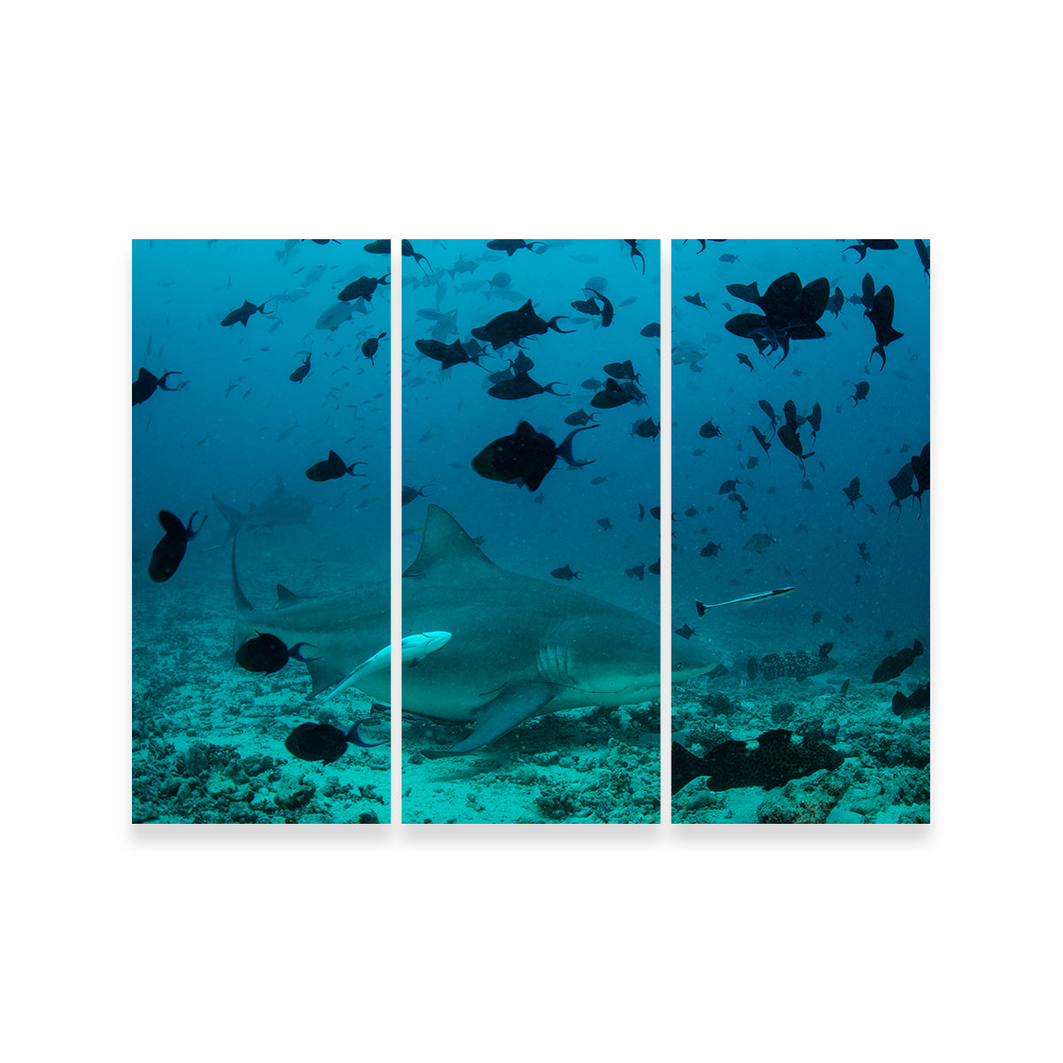 Bull Shark and Reef Fish Wall Art