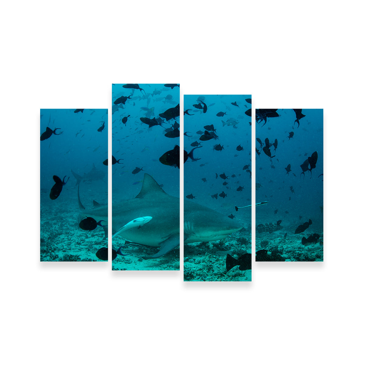 Bull Shark and Reef Fish Wall Art