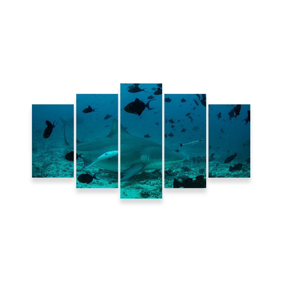 Bull Shark and Reef Fish Wall Art