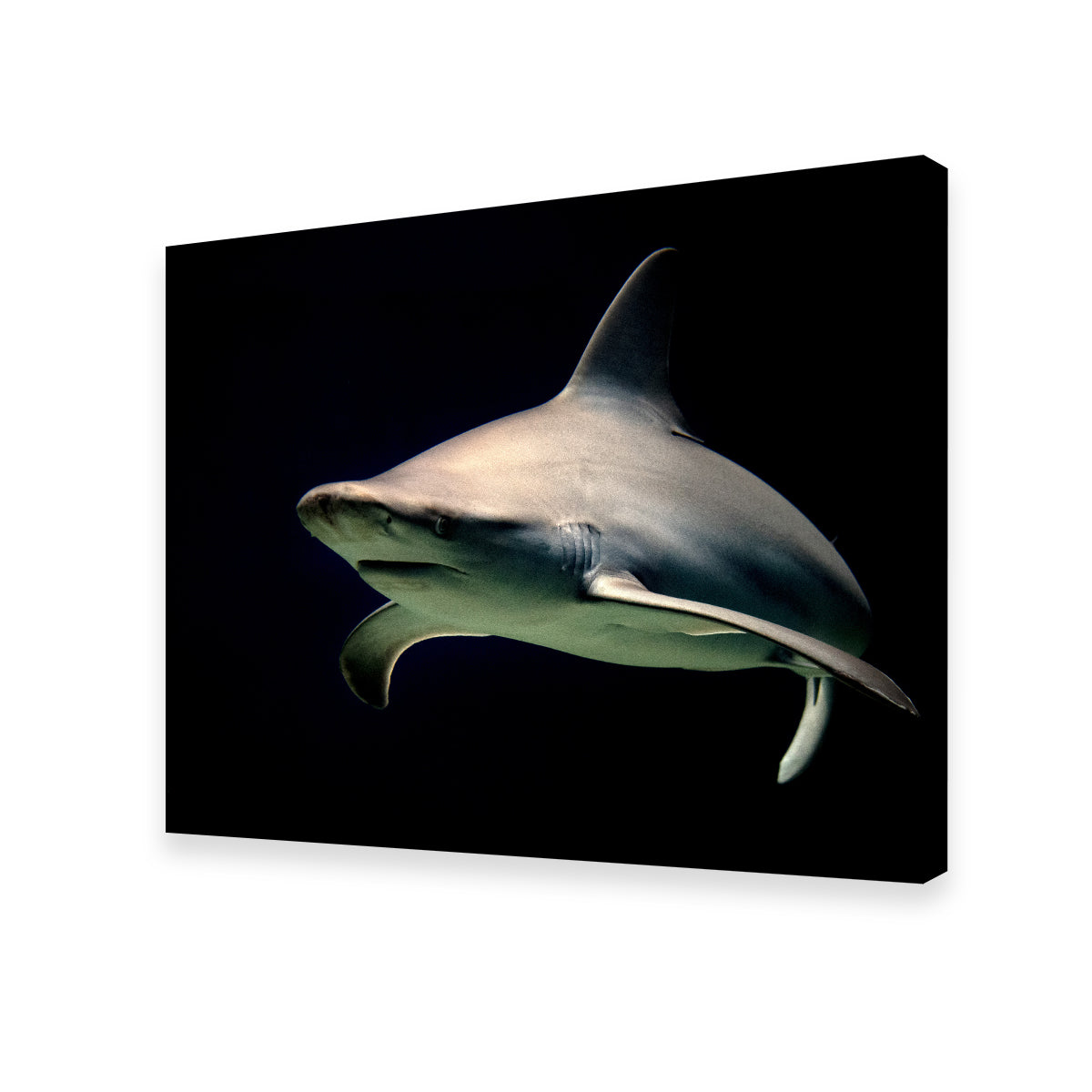 Bull Shark at Night Wall Art