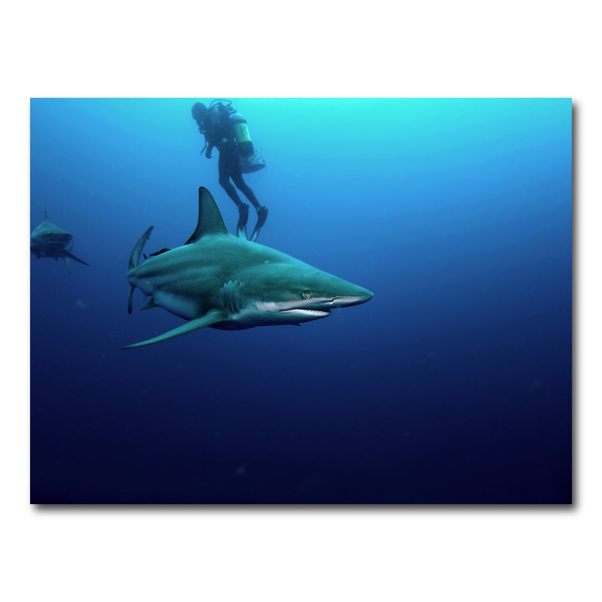 AUTO-MOCKUP WHITE | Bull Shark & Diver | 1 Piece | Gallery Wrap Canvas | group=4x3