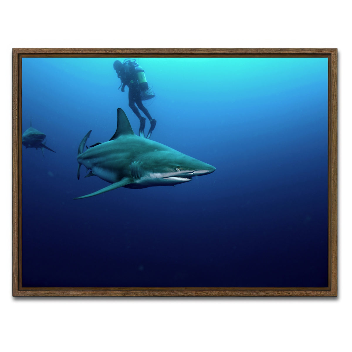 AUTO-MOCKUP WHITE | Bull Shark & Diver | 1 Piece | Walnut Framed Canvas | group=4x3