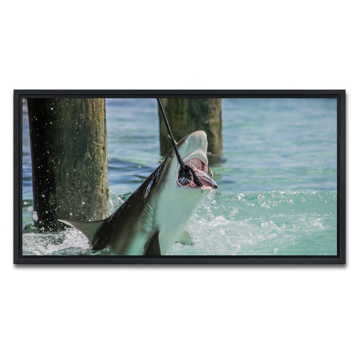 AUTO-MOCKUP WHITE | Bull Shark Snacking | 1 Piece | Black Framed Canvas | group=2x1
