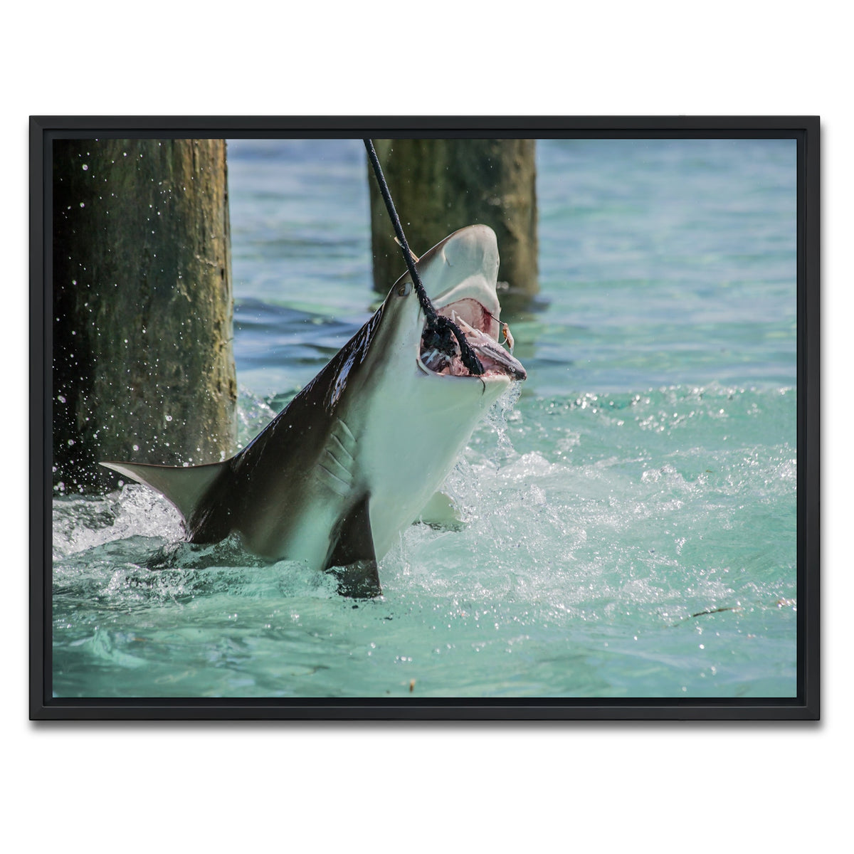 AUTO-MOCKUP WHITE | Bull Shark Snacking | 1 Piece | Black Framed Canvas | group=4x3