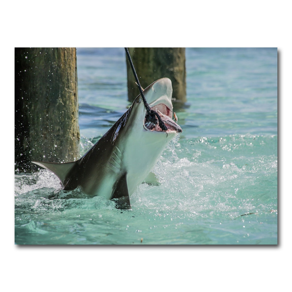 AUTO-MOCKUP WHITE | Bull Shark Snacking | 1 Piece | Gallery Wrap Canvas | group=4x3