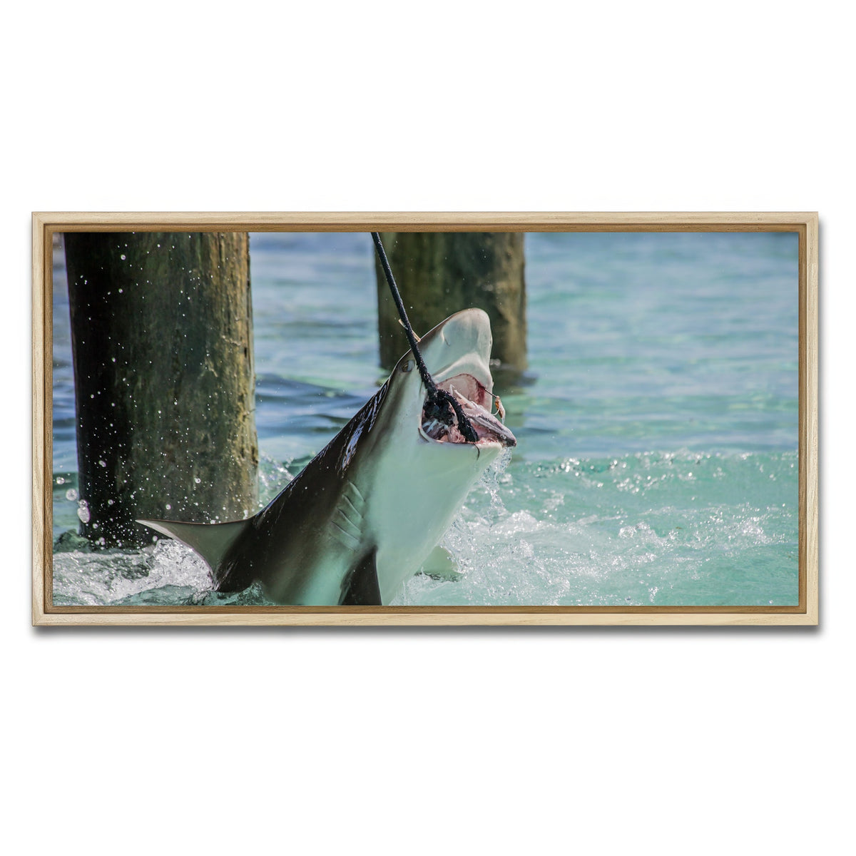 AUTO-MOCKUP WHITE | Bull Shark Snacking | 1 Piece | Natural Framed Canvas | group=2x1