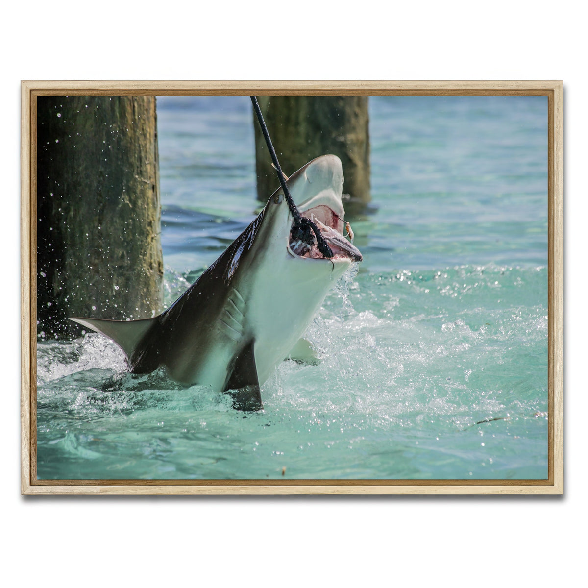 AUTO-MOCKUP WHITE | Bull Shark Snacking | 1 Piece | Natural Framed Canvas | group=4x3