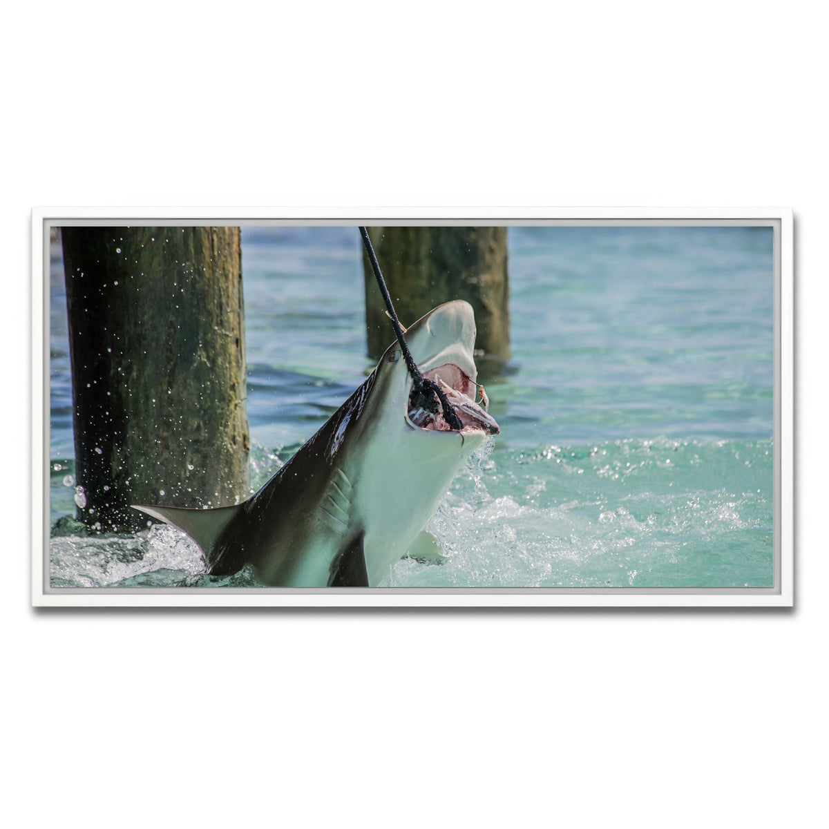 AUTO-MOCKUP WHITE | Bull Shark Snacking | 1 Piece | White Framed Canvas | group=2x1