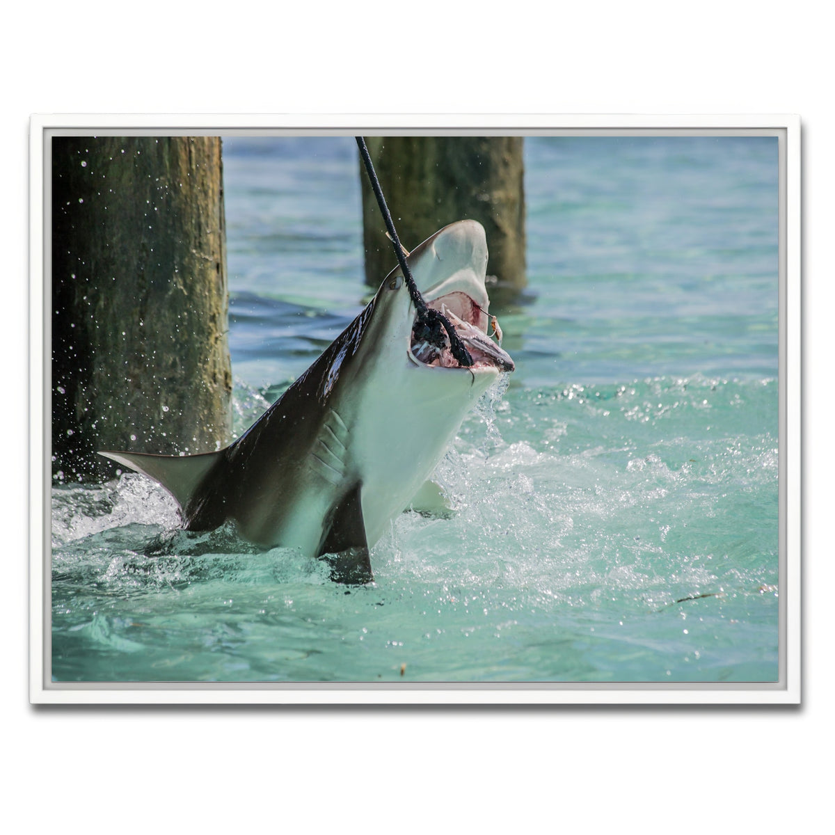 AUTO-MOCKUP WHITE | Bull Shark Snacking | 1 Piece | White Framed Canvas | group=4x3