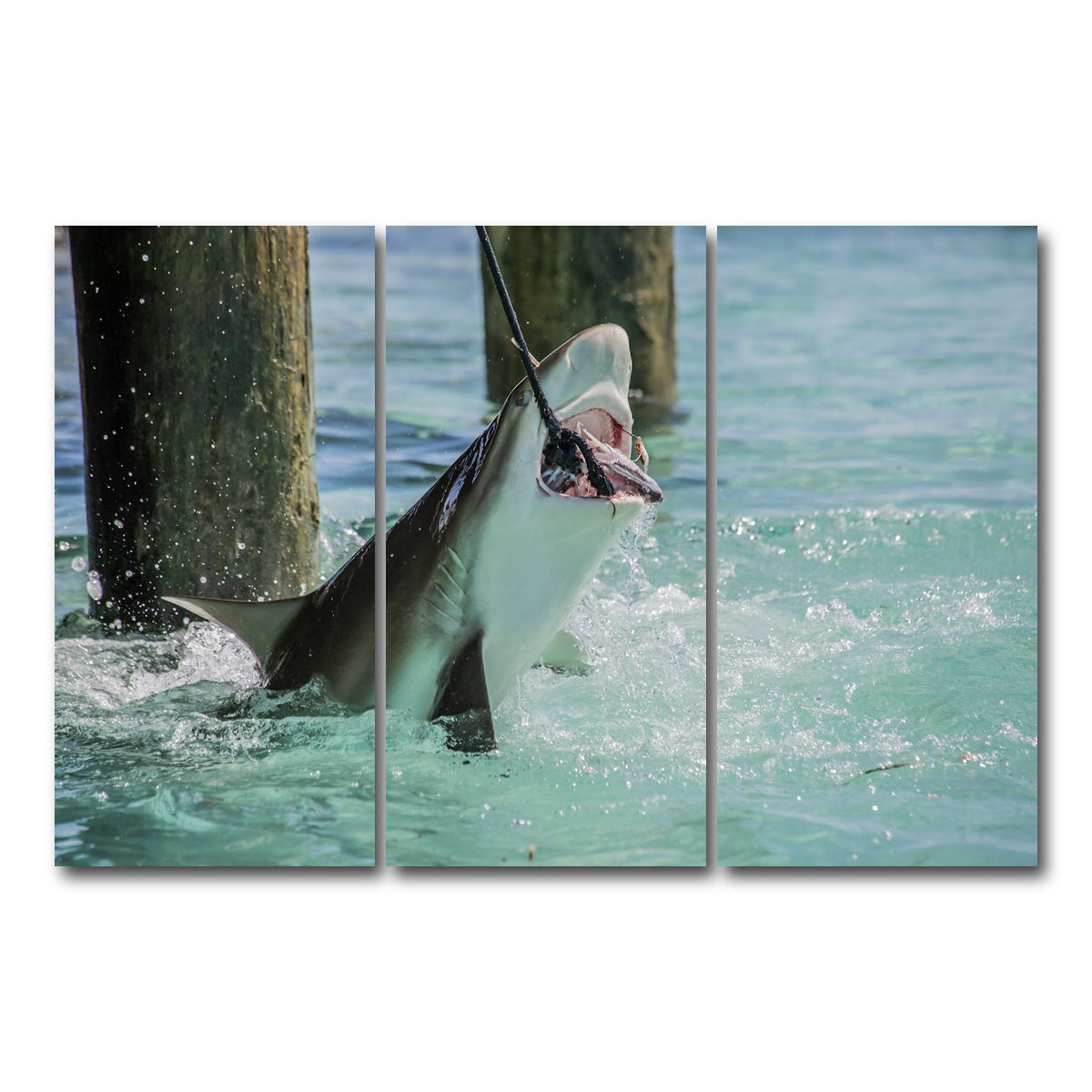 AUTO-MOCKUP WHITE | Bull Shark Snacking | 3 Piece | Gallery Wrap Canvas | group=12x24