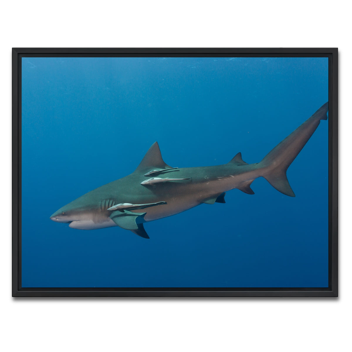 AUTO-MOCKUP WHITE | Bull Shark | 1 Piece | Black Framed Canvas | group=4x3