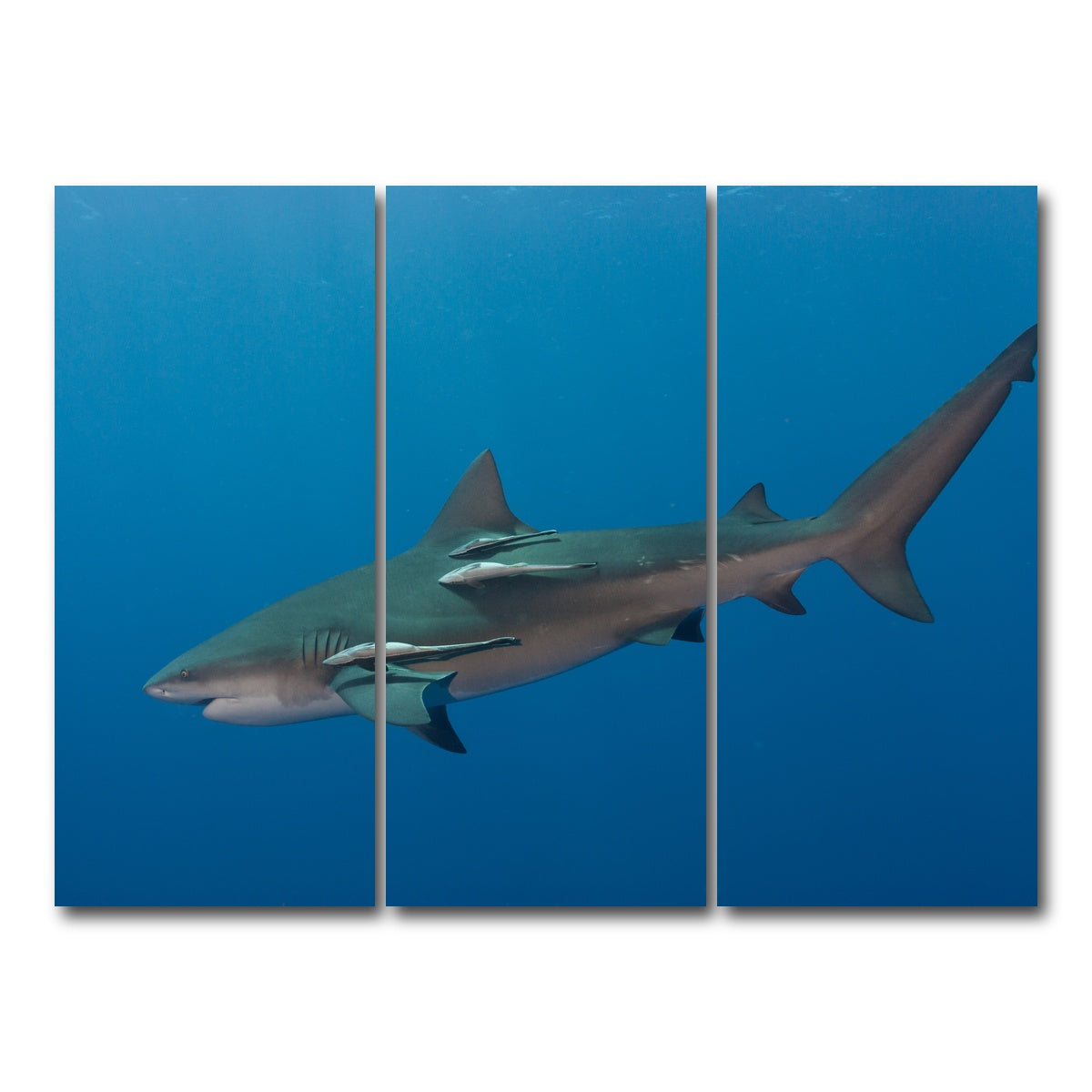 AUTO-MOCKUP WHITE | Bull Shark | 3 Piece | Gallery Wrap Canvas | group=8x18