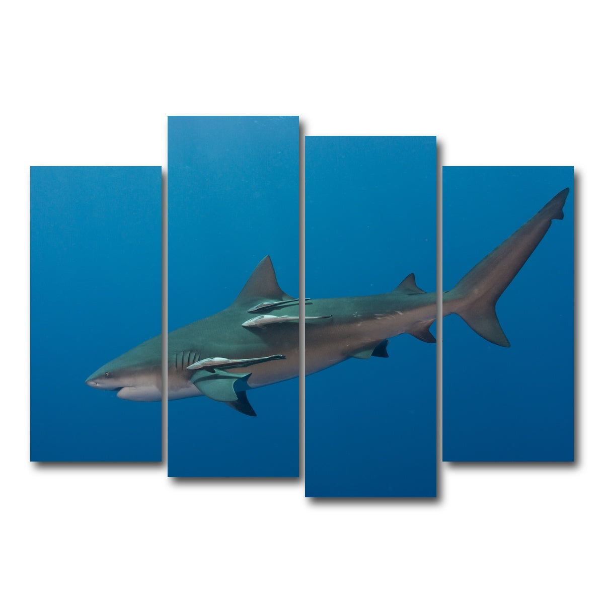 AUTO-MOCKUP WHITE | Bull Shark | 4 Piece | Gallery Wrap Canvas | group=4_normal