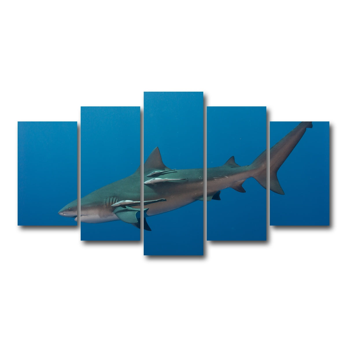 AUTO-MOCKUP WHITE | Bull Shark | 5 Piece | Gallery Wrap Canvas | group=5_normal