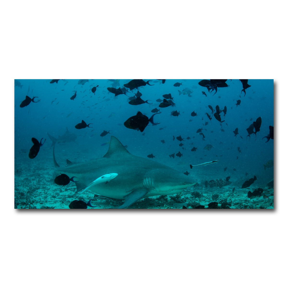AUTO-MOCKUP WHITE | Bull Shark and Reef Fish | 1 Piece | Gallery Wrap Canvas | group=2x1