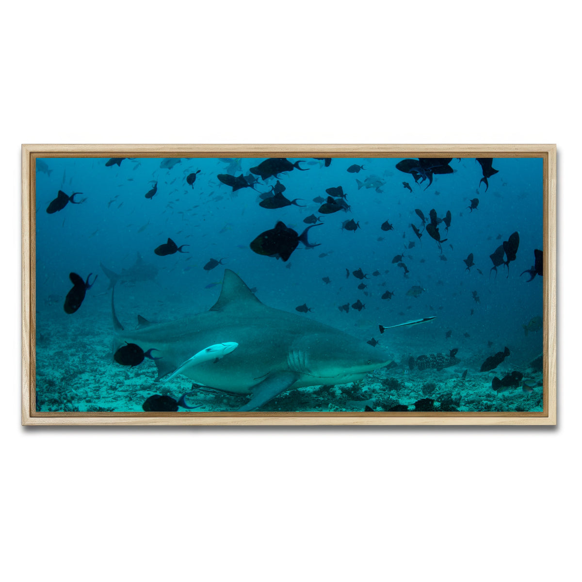 AUTO-MOCKUP WHITE | Bull Shark and Reef Fish | 1 Piece | Natural Framed Canvas | group=2x1