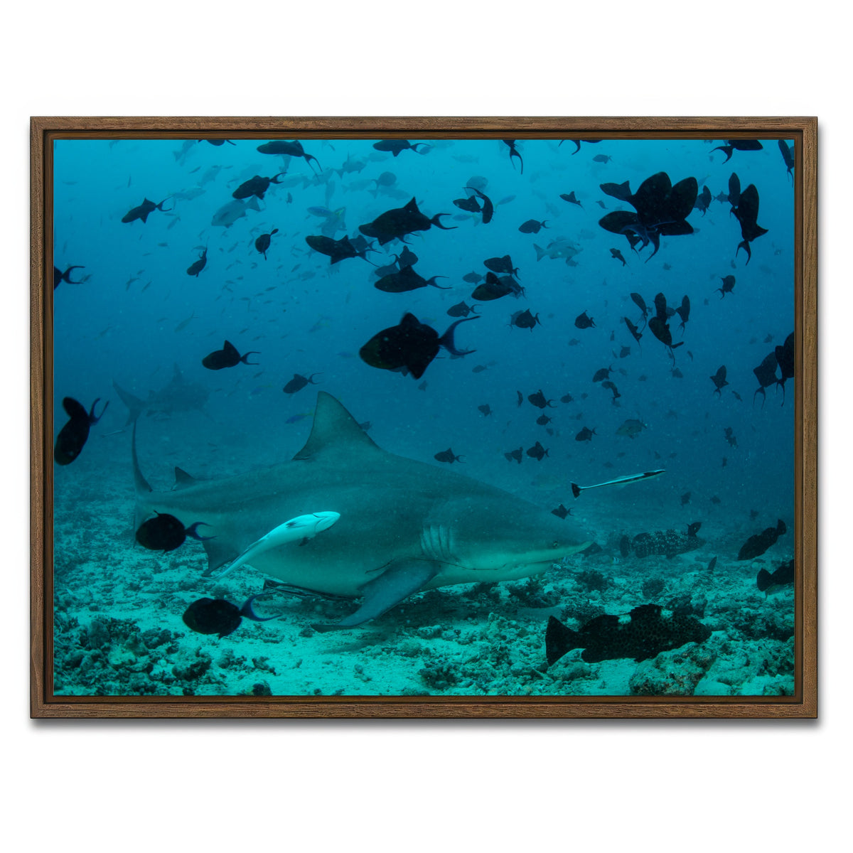 AUTO-MOCKUP WHITE | Bull Shark and Reef Fish | 1 Piece | Walnut Framed Canvas | group=4x3