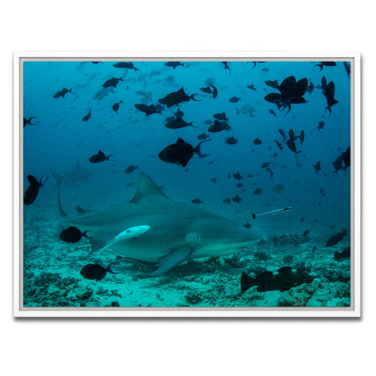 AUTO-MOCKUP WHITE | Bull Shark and Reef Fish | 1 Piece | White Framed Canvas | group=4x3
