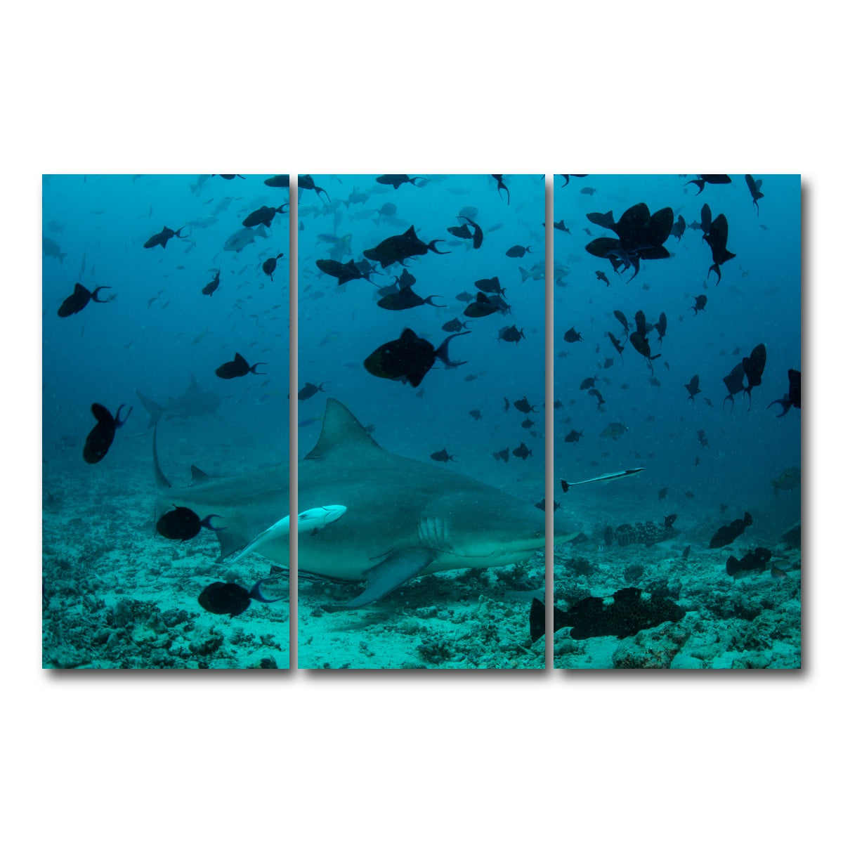AUTO-MOCKUP WHITE | Bull Shark and Reef Fish | 3 Piece | Gallery Wrap Canvas | group=12x24