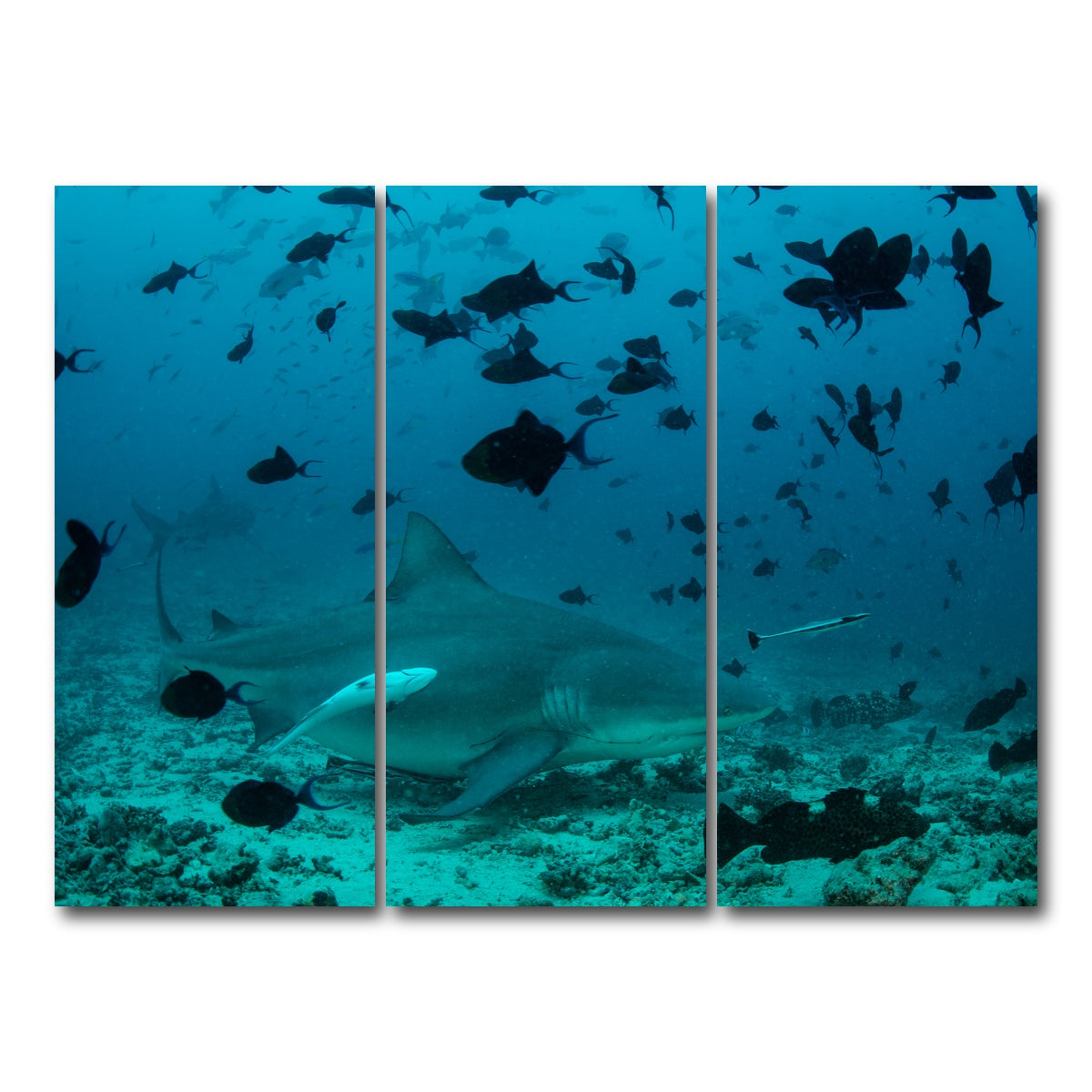 AUTO-MOCKUP WHITE | Bull Shark and Reef Fish | 3 Piece | Gallery Wrap Canvas | group=8x18