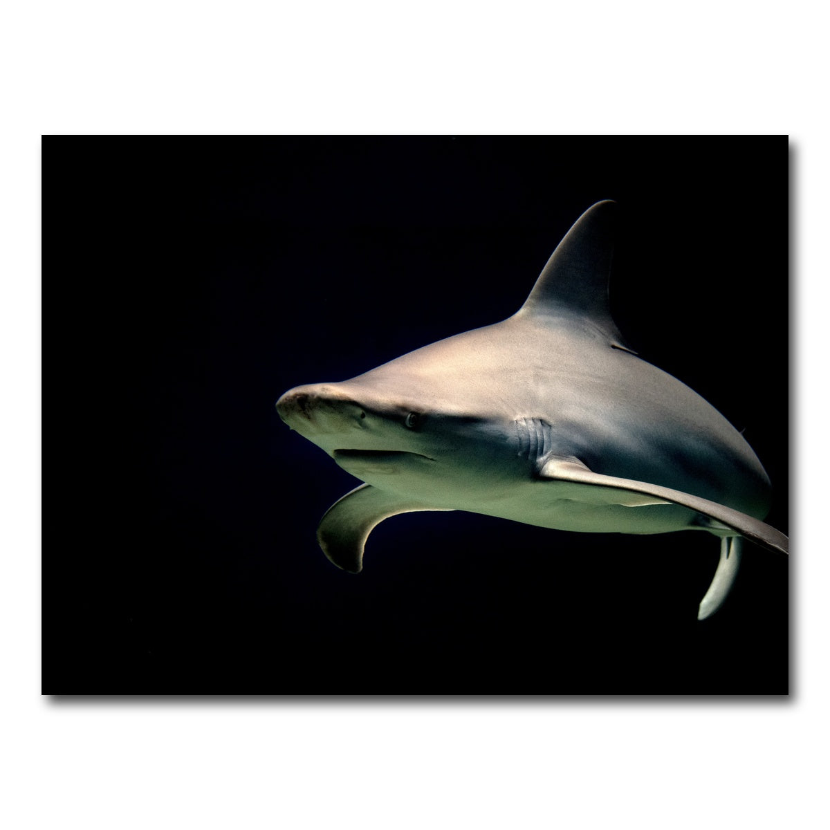 AUTO-MOCKUP WHITE | Bull Shark at night | 1 Piece | Gallery Wrap Canvas | group=4x3