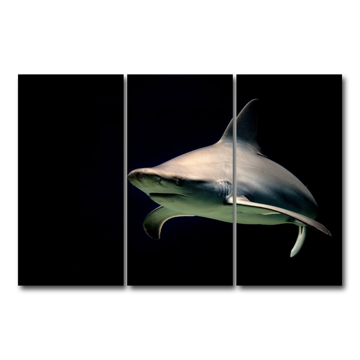 AUTO-MOCKUP WHITE | Bull Shark at night | 3 Piece | Gallery Wrap Canvas | group=12x24